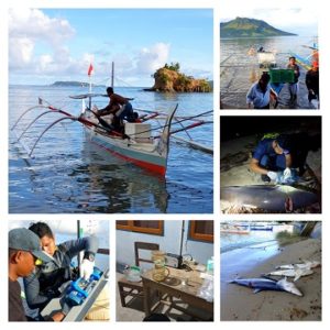Read more about the article Student of IPB University Reveals Facts About Shark Fishing in North Sulawesi