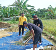 Read more about the article Raksa Sabilulungan: Mahasiswa KKN-T IPB University bersama Penyuluh Pertanian Lakukan Taksasi Produksi Tanaman Padi Petani Ciharashas